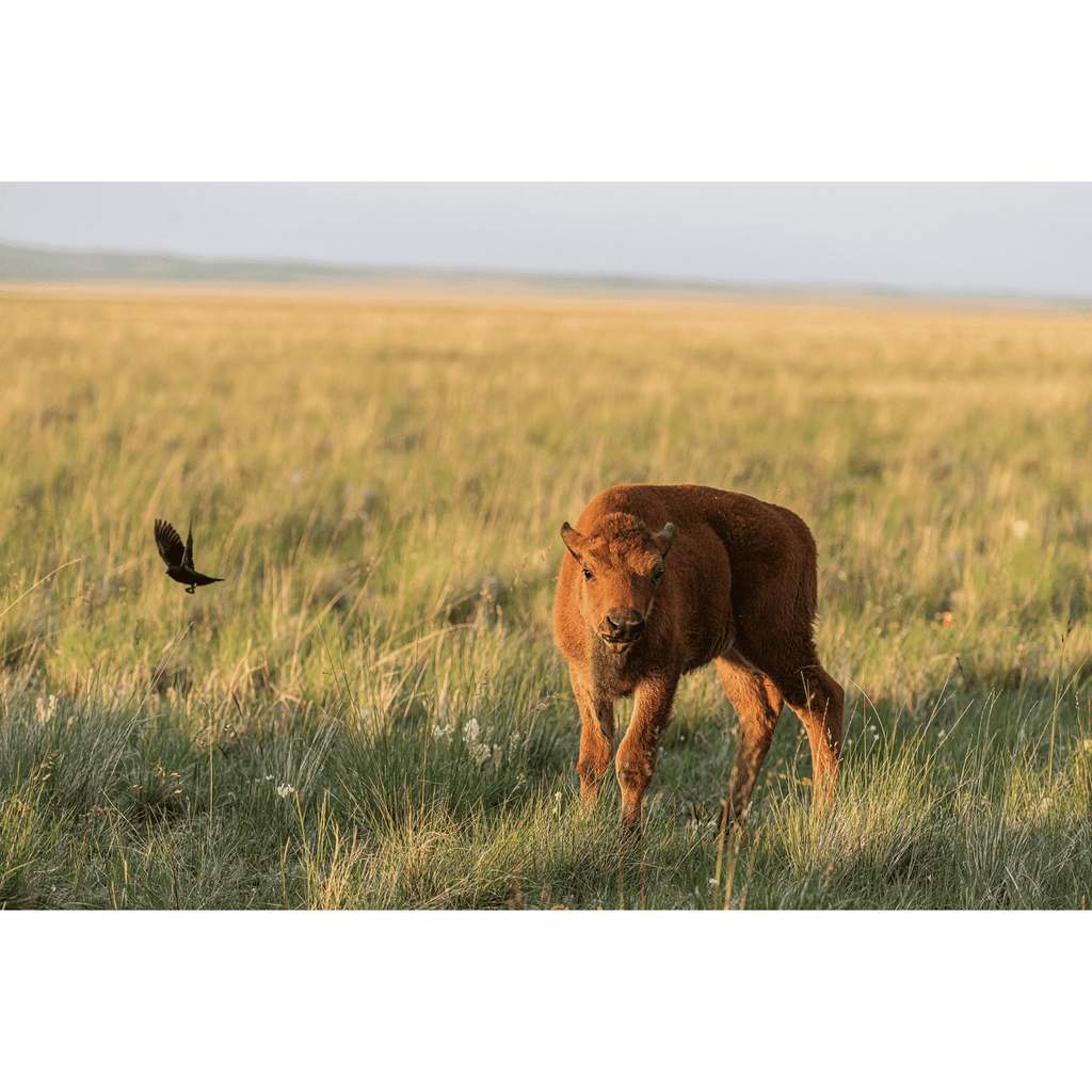 Bison: Portrait of an Icon - Coffee Table Book