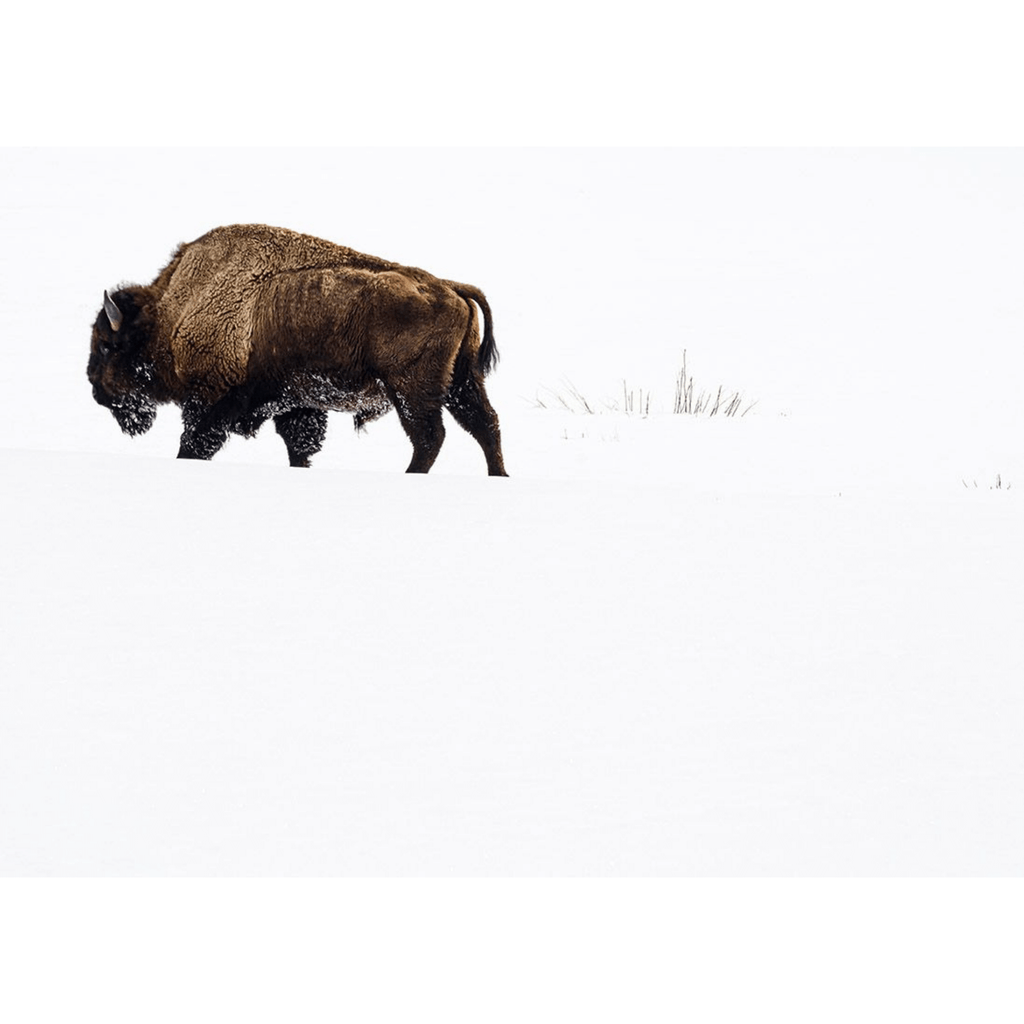 Bison: Portrait of an Icon - Coffee Table Book