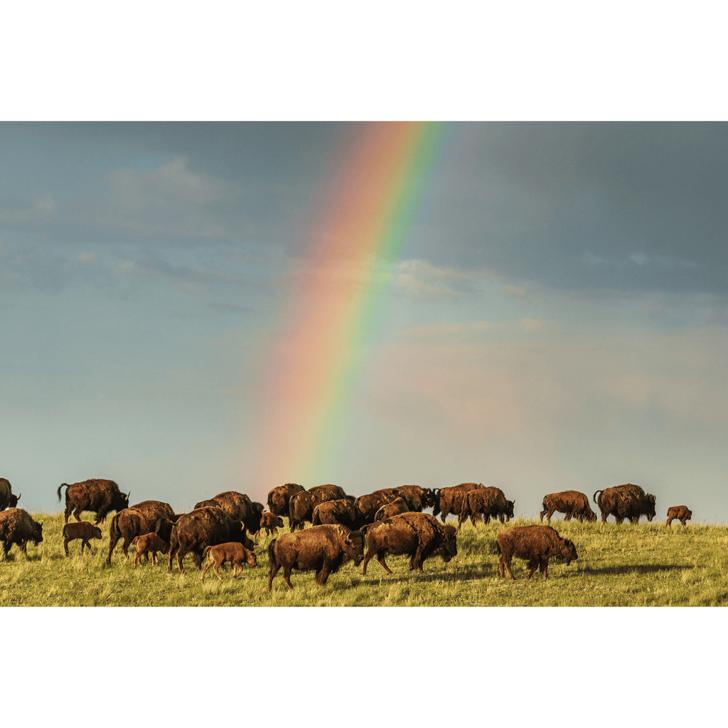 Bison: Portrait of an Icon - Coffee Table Book