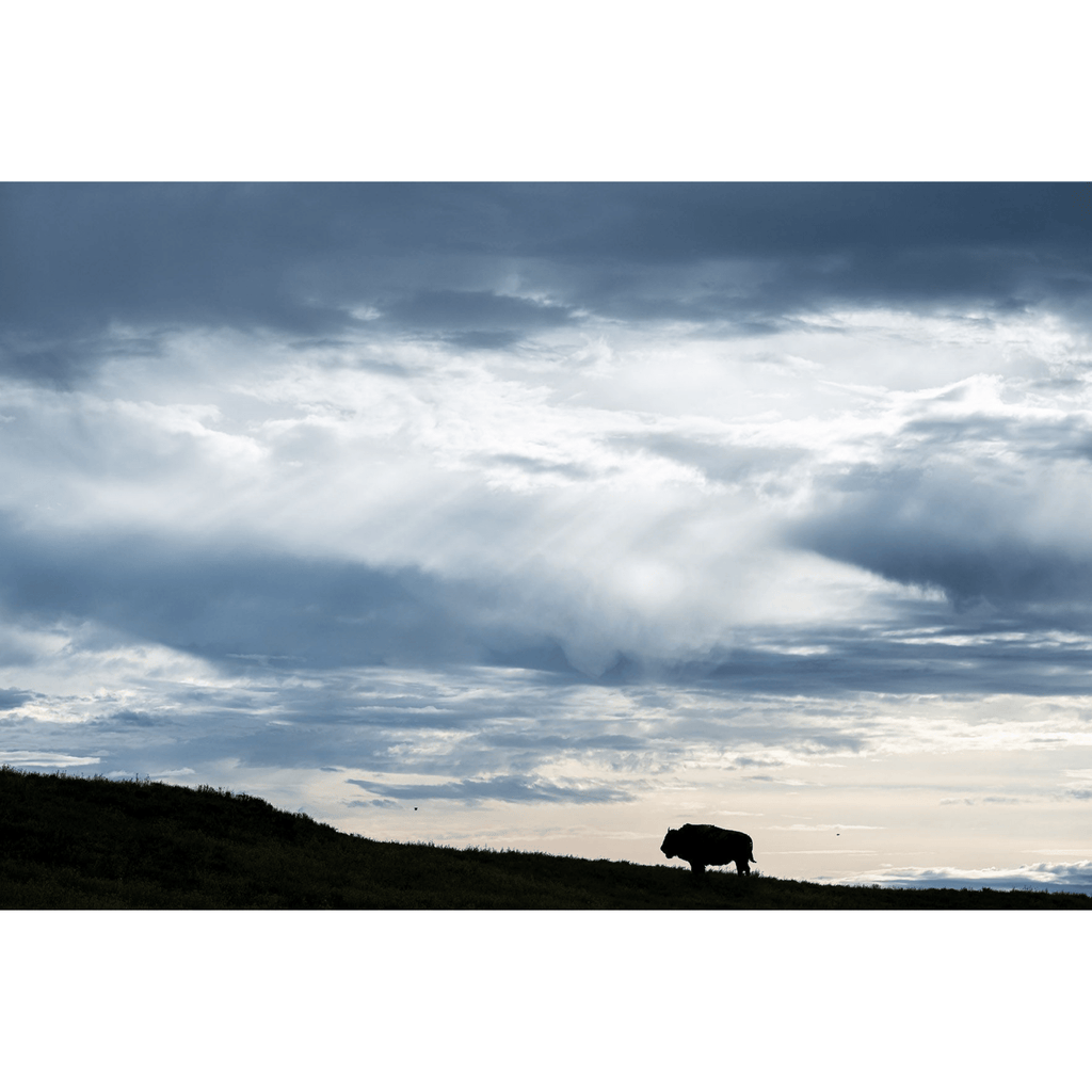 Bison: Portrait of an Icon - Coffee Table Book