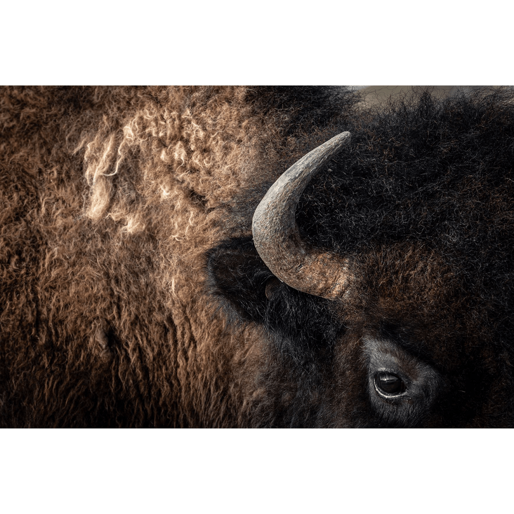 Bison: Portrait of an Icon - Coffee Table Book